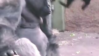 New Funny Video 2024, Must Watch Funny Video try not to laugh #short P4395
