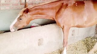 Horse video 6
