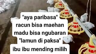 ayam broiler || kata kata lucu 149