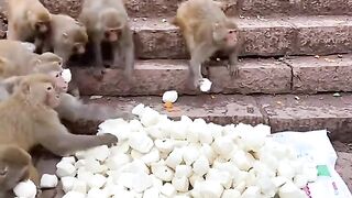 Many monkey eating