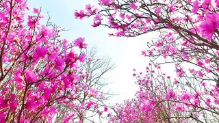 FLOWER 30125