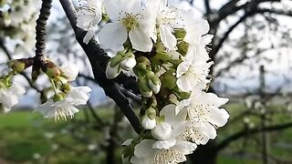 FLOWER 30126