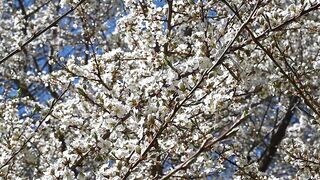 FLOWER 30127