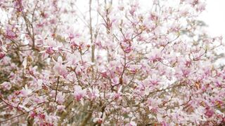 FLOWER 30128