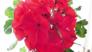 FLOWER 30129
