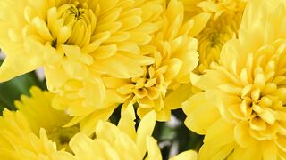 FLOWER 30132