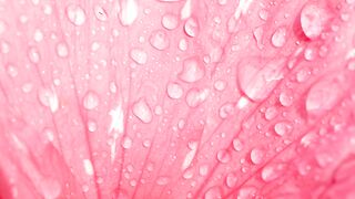 FLOWER 30133