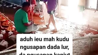 ayam broiler || kata kata lucu 150