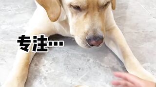 Dog idea