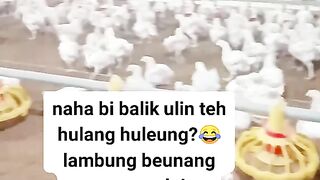 ayam broiler || kata kata lucu 151