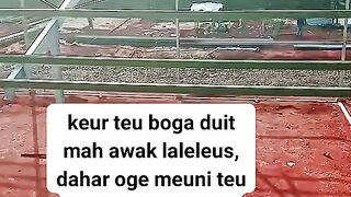 ayam broiler || kata kata lucu 155