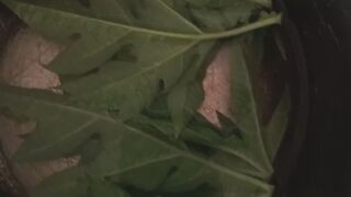 cook papaya leaves