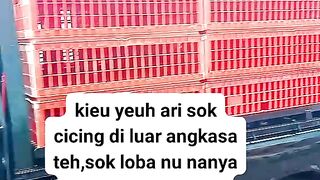 ayam broiler || kata kata lucu 156