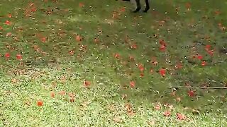 Very beautiful dog 3