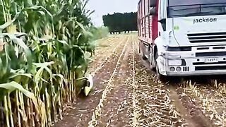 Incredible_Technology#Choppingmaize