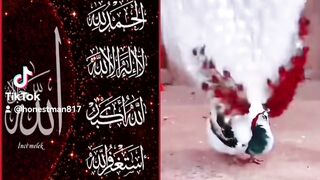 بسم الله الرحمن الرحيم 2