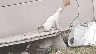 curious cat 3