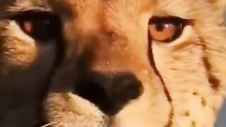 Animaux 8