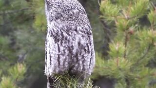 Great Grey Owls Animals wildlife