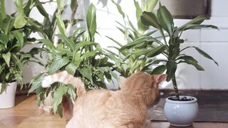 A ginger cat on the floor
