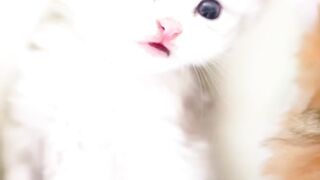 The Baby Cat is Calling You