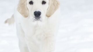 Retriever