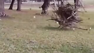 Anomaly wooden ball. STALKER in reality