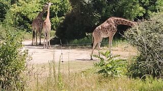 Giraffe in zoo
