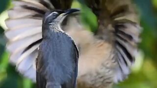Dancing birds 2