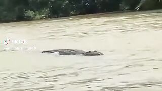 Jaguar makan buaya