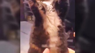 Funny animals  | Cute cat and dogs funny  | Ep1