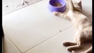 funny cats and kitten compilation | cute kitten videos compilation | #funnycats #cutecat #P13