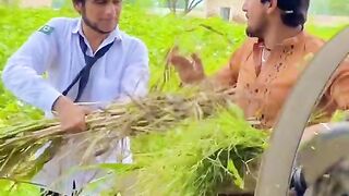 جھوگی اور بیلو
