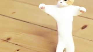 Cat dance and more funny moment