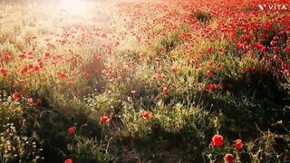 Red flowers for nature lovers,