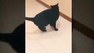 Funny animals  cute cats and cute dogs funny  Ep3