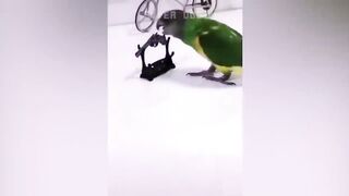 Funny parrots videos