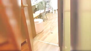 Funny cat