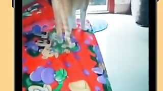 Funny And Cute Cats Life | Don't try to hold back Laughter Funny Cats Life