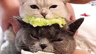 Get angry Cat's
