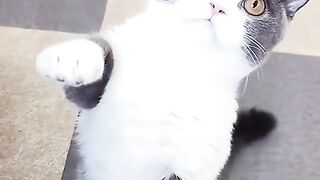 Cat Videos Very Nice Moment