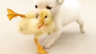 Cute dog and duck