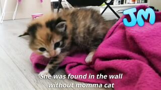 Kitten was found in the wall