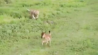 How Lioness give training to Bitch