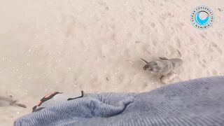 Baby seal thank for helping him
