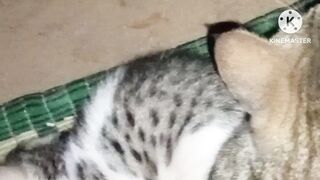 Little cat with its kitten|| so cute || Named keeroo|| Miaoon