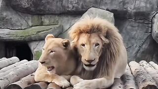 Beautiful pear lions????????????????