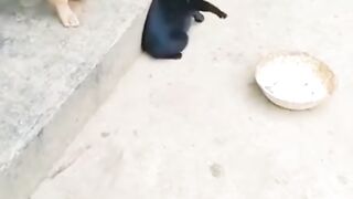 Funny cat vs dog fight