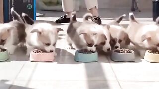Cute_and_funny_cat_vs_dogs_videos_compilations
