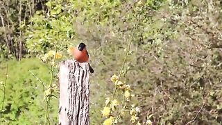 Small Birds Beautiful